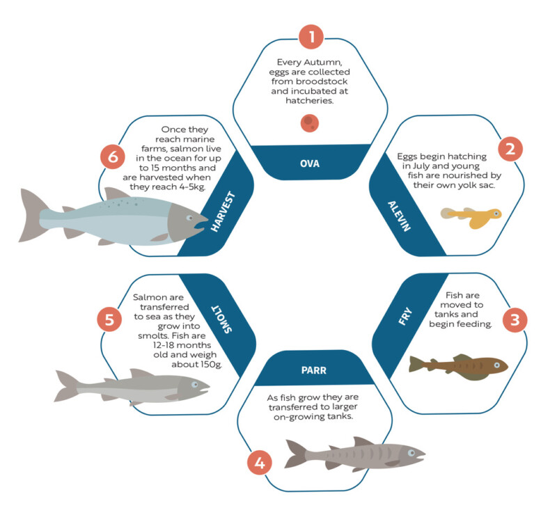 Salmon life cycle. Image credit: Salmon Tasmania